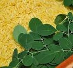 Golden Rice. Photo courtesy: IRRI