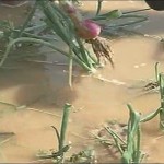 Rain Damage Onion Nasik 4