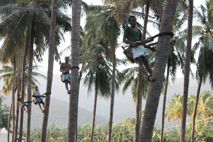 coconut-climbers-1
