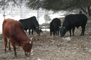 Abohar-cattle