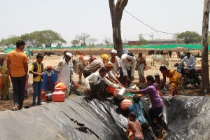 Scramble for water at a cattle camp in Beed