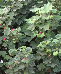 American cotton (Gossypium hirsutum). The leaves are broader. Photo by Vivian Fernandes