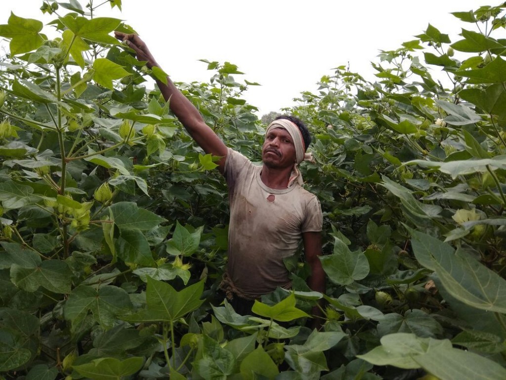Cotton plants have grown taller than average workers in Yavatmal this year. Photo by Vijay Niwal. 